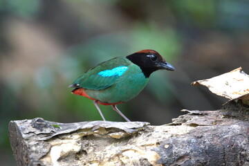 Hooded Pitta A bird standing on a log looking for prey.