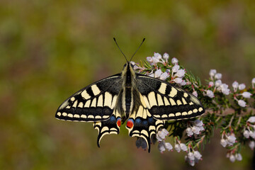 The wonderful Swallowtail butterfly (Papilio machaon)