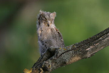 A Eurasian scops owl chick is filmed sitting on a branch in the soft evening light.