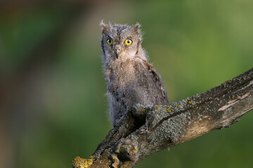 A Eurasian scops owl chick is filmed sitting on a branch in the soft evening light.