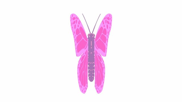 Animated pink butterfly flaps. Looped video. Flat vector illustration isolated on white background.