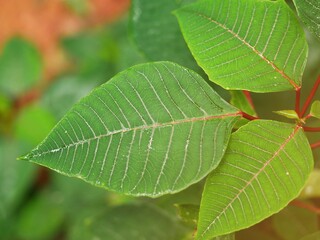 The green leaves are beautifully patterned with bright light.