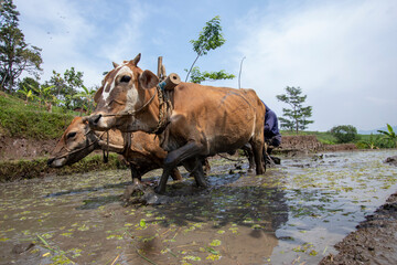 plowing the fields with cow power