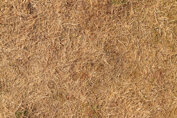 a withered brown meadow in summer