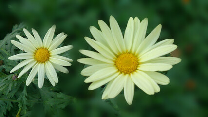Fototapeta premium white daisy flower
