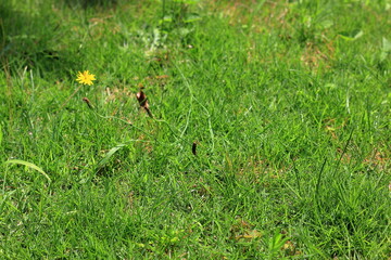 芝に生えた雑草