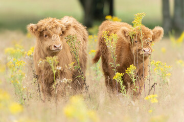 Two Beautiful Highland calves cattle (Bos taurus taurus) grazing in field. Veluwe in the...