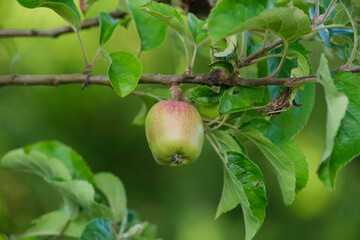 Ein Apfel an dem Ast in einem Apfelbaum (Obstanbau / Obstplantage)
