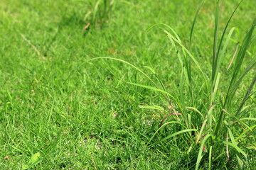 芝に生えた雑草