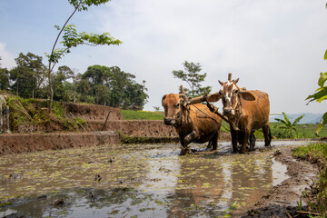 plowing the fields with cow power