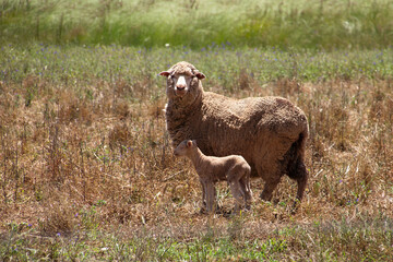 Obraz premium Harden Australia, ewe and spring lamb standing in paddock