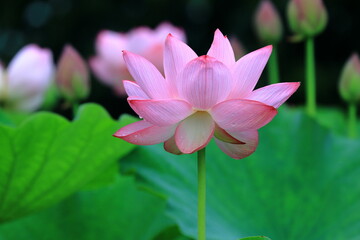 Obraz premium 8月に咲いている蓮の花
