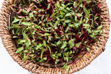 Radish microgreens