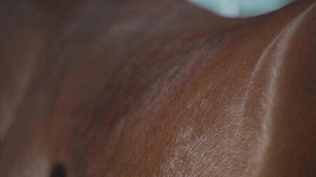 Woman grooming shiny horse hair above the thigh. Slow motion close up shot of unrecognizable person cleaning horse coat with natural bristle brush. Female owner cleaning and healthy shiny horse coat