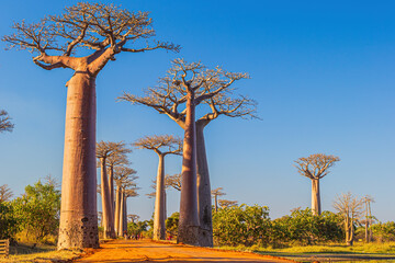 Beautiful Baobab trees at sunset at the avenue of the baobabs in Madagascar