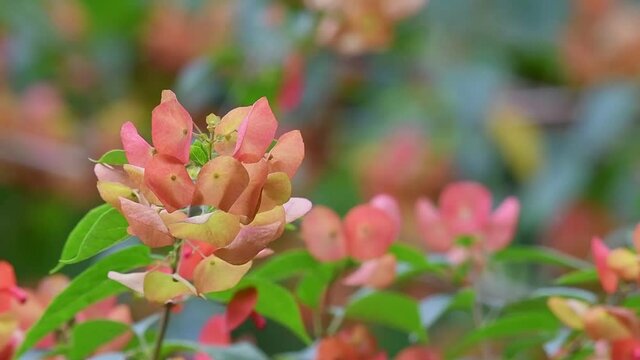 Zoom out shot of attractive shrub of Chinese Hat Plant, Holmskioldia Sanguinea with beautiful bokeh background; attracting various species like insects, butterflies and hummingbirds.