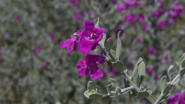 Close up to a branch of purple Texas Sage flower with silver leaf, Leucophyllum Frutescens swaying in the wind with blurred blooming barometer bush background during summer season.