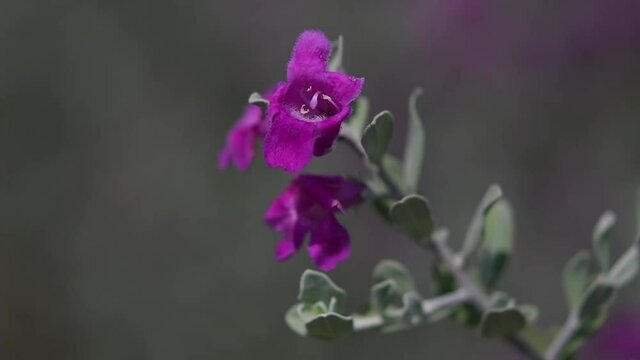 Zoom out shot of purple ornamental plant with silver leaf, the Texas Sage, Leucophyllum Frutescens; swaying in the summer breeze against blurred background with insects flying pass for floral nectar.