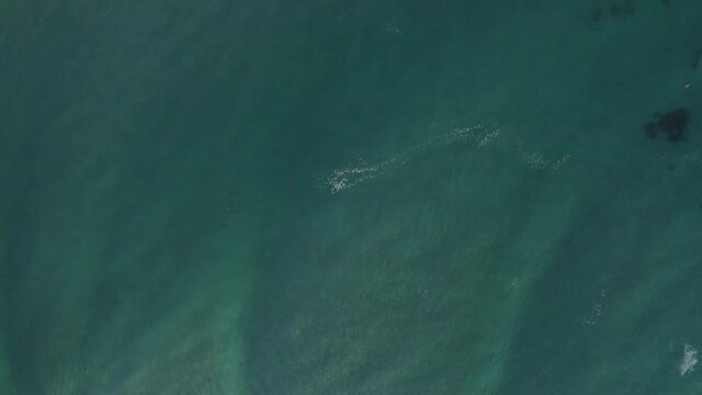 4k Wide aerial shot of Dolphins. A group of happy dolphins swimming in the blue sea water at Byron Bay, Australia.