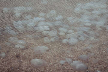 beautiful marine large transparent jellyfish on the seashore
