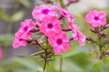 A flowering branch of a tall perennial phlox with beautiful pink inflorescences in the garden. 