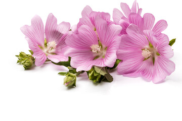 Floral delicate arrangement of pink mallow inflorescences on an isolated white background.


Авто
