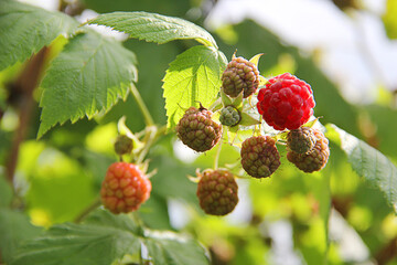 red and green raspberries in the forest. Ripe raspberries on the bushes in the garden in summer
