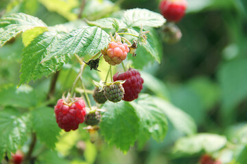 red and green raspberries in the forest. Ripe raspberries on the bushes in the garden in summer