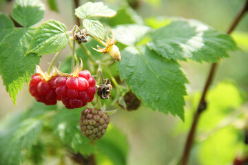 red and green raspberries in the forest. Ripe raspberries on the bushes in the garden in summer