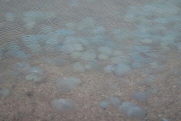 beautiful marine large transparent jellyfish on the seashore