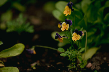 Obraz na płótnie Canvas Flower bed with colored pansies - Viola tricolor var. hortensis close up