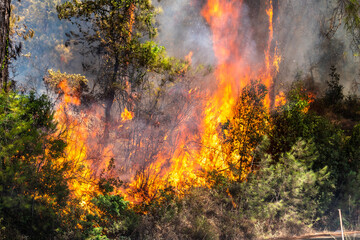 Flames of forest fire near Marmaris resort town of Turkey.