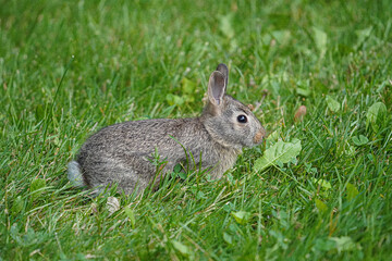A bunny eats a leaf and looks for food in the grass.