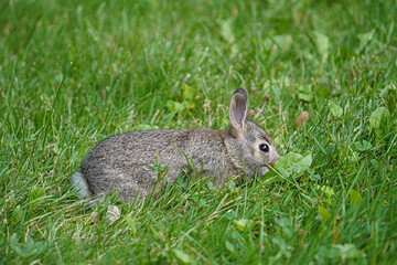 A bunny eats a leaf and looks for food in the grass.