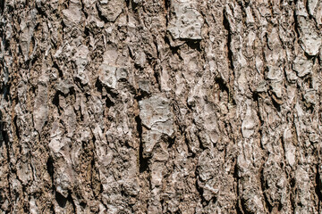 tree bark texture background rough detail forest pattern surface wood trunk.