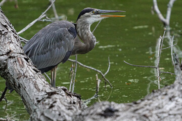 A Great Blue Heron perched on a log on the edge of a lake.