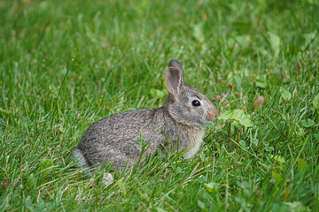 A bunny eats a leaf and looks for food in the grass.