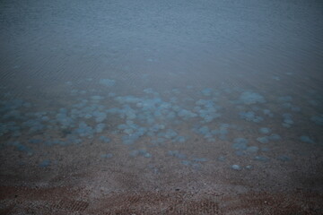 beautiful marine large transparent jellyfish on the seashore