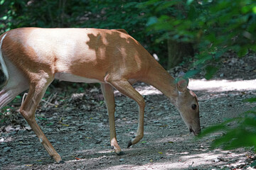 A deer forages for food in the wilderness