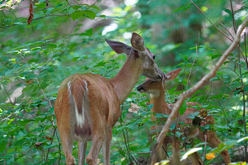 An older deer rubs heads with a younger deer.