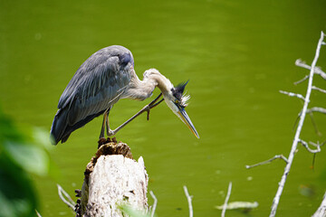 A Great Blue Heron perched on a log on the edge of a lake.