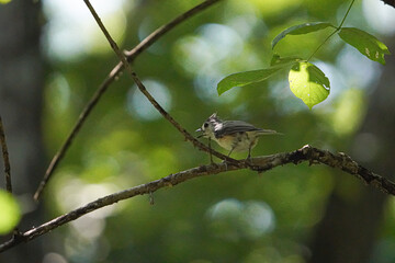 A Tufted Titmouse perched on a branch in the forest.