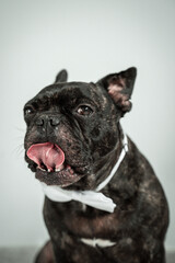 gracioso bulldog francés con pajarita