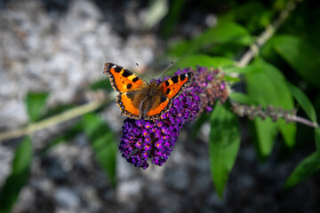 Schmetterling 
Pfauenauge