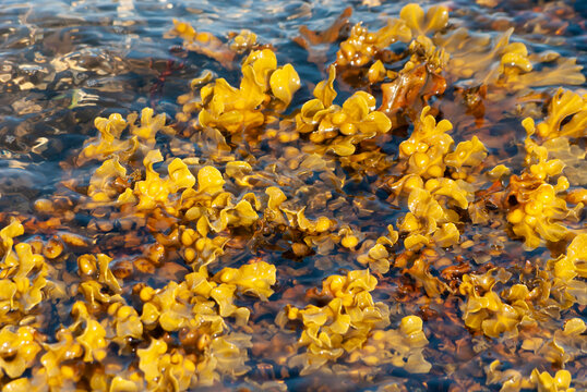 Bladder wrack or bladderwrack Fucus vesiculosus seaweed in the sea at the Isle of Skye, Scotland