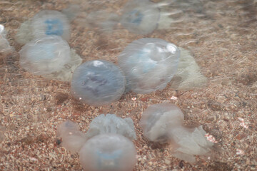 Fototapeta na wymiar beautiful marine large transparent jellyfish on the seashore