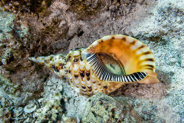 Beautiful seashell in the Red Sea of Egypt