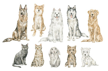Watercolor set with cute domestic animals. Dogs and cats. German shepherd, shiba inu, samoyed, husky, golden retriever, Yorkshire terrier, cats, rabbit, adorable animals.