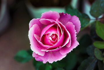 Beautiful Pink rose flower in the garden