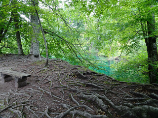 Root system at Plitvice Croatia